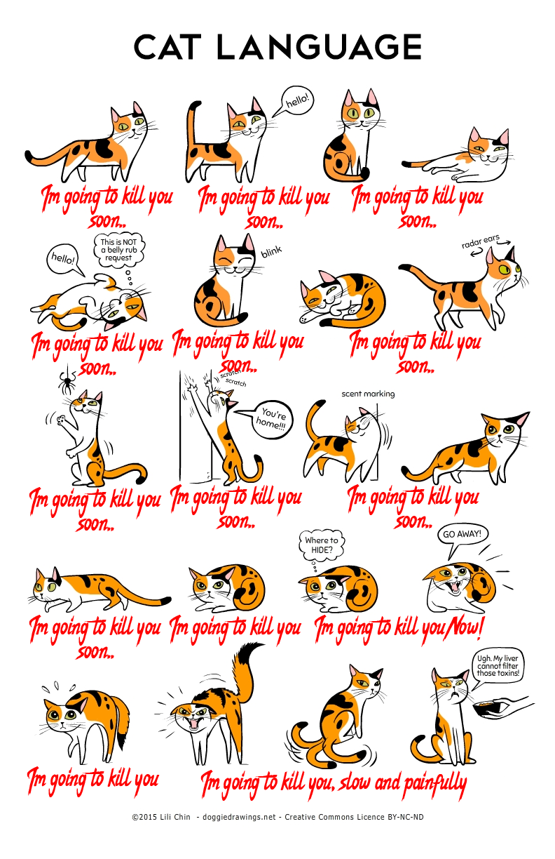 Got a cat перевод на русский. Кошачий язык жестов. Выучить язык кошек. Кот на языке жестов. Выучить кошачий язык.